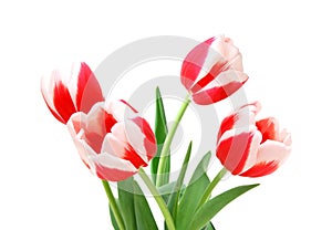 Colorful tulip flowers  isolated on white