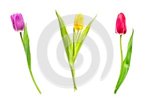 Colorful tulip flowers isolated on white background. Purple, red an yellow tulips. Mothersday or spring concept