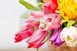 Colorful tulip flowers and mimosa bush in basket as greeting card. Mothersday or spring concept