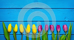 Colorful tulip flowers in a row on blue wooden background. Spring flowers.