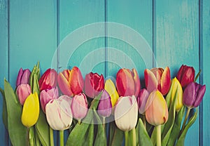 Colorful tulip flowers in a row on blue wooden background. Spring flowers.