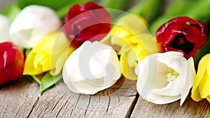 Colorful tulip flowers in a row on wooden background in 4K VIDEO. Spring flowers.