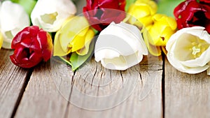 Colorful tulip flowers in a row on wooden background in 4K VIDEO. Spring flowers.