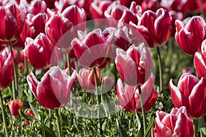 Colorful tulip flowers Tulipa gesneriana.