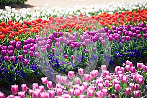 Colorful Tulip Garden