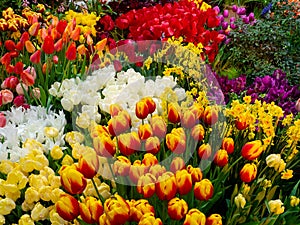 Colorful tulip garden glade closeup