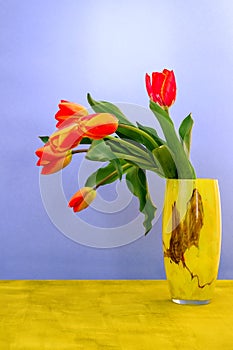 Colorful tulip on green table