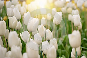 Colorful Tulip Group White tulips illuminated by sunlight. Smooth focus, colorful tulip picture background