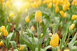 Colorful Tulip Group Yellow flower tulip illuminated by sunlight. Smooth focus, colorful tulip picture background