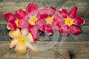 Colorful tulip heads