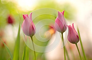 Colorful tulip with nature background