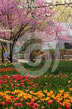 Colorful tulip and peach spring field