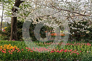 Colorful tulip and peach spring field