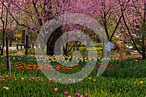 Colorful tulip and peach spring field