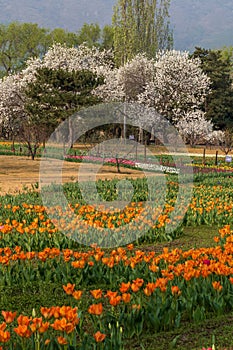 Colorful tulip and peach spring field