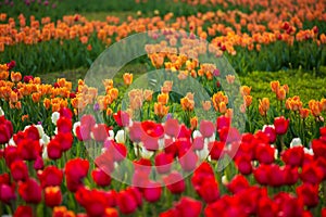 Colorful tulip spring field