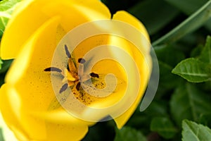 Colorful tulip. Top view. Orange, yellow flower. Soft selective focus, tulip close up, macro, shallow depth of field