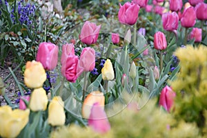 Colorful tulip, tulip time, spring background