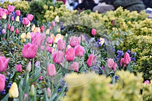 Colorful tulip, tulip time, spring background