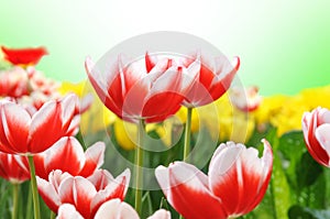 Colorful tulips