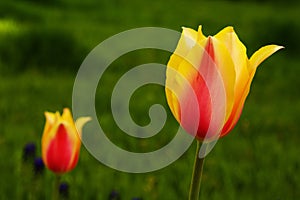 Colorful Tulips