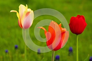 Colorful Tulips