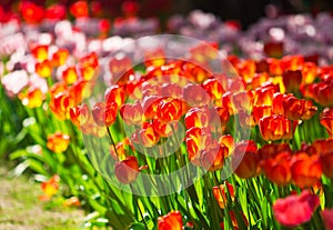 Colorful Tulips