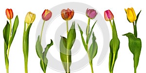 Colorful tulips