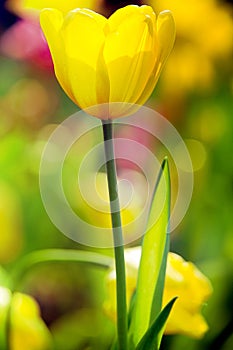 Colorful tulips