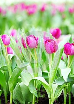 Colorful tulips