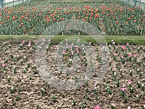 Colorful Tulips