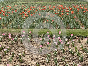 Colorful Tulips