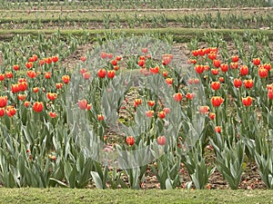 Colorful Tulips