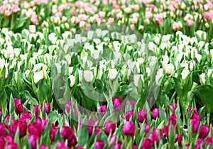 Colorful tulips