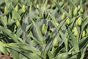 Colorful tulips