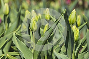 Colorful tulips