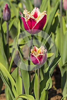 Colorful tulips