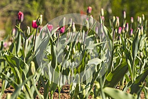 Colorful tulips