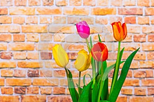 Colorful tulips