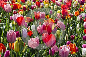 Colorful tulips