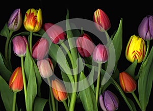 Colorful tulips