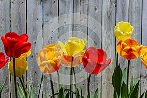 Colorful Tulips Along a Weathered Fence