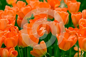 Colorful tulips. Beautiful spring flowers. Spring landscape