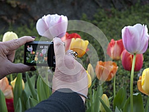 Photographing tulips with a pocket camera