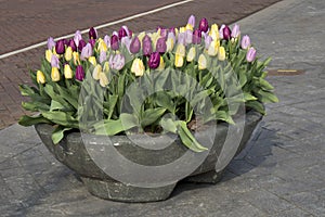 The colorful tulips at Bloemenmarkt - floating flower market on Singel Canal. Amsterdam. Netherlands