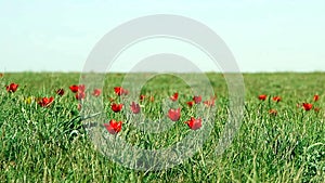 Colorful tulips bloom