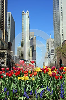 Colorful Tulips in Bloom on Chicago's Michigan Ave