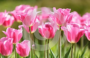 Colorful tulips blooming in a garden