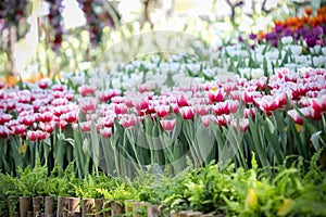 Colorful tulips blossoom blooming in garden background photo