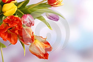 Colorful tulips on blue violet background